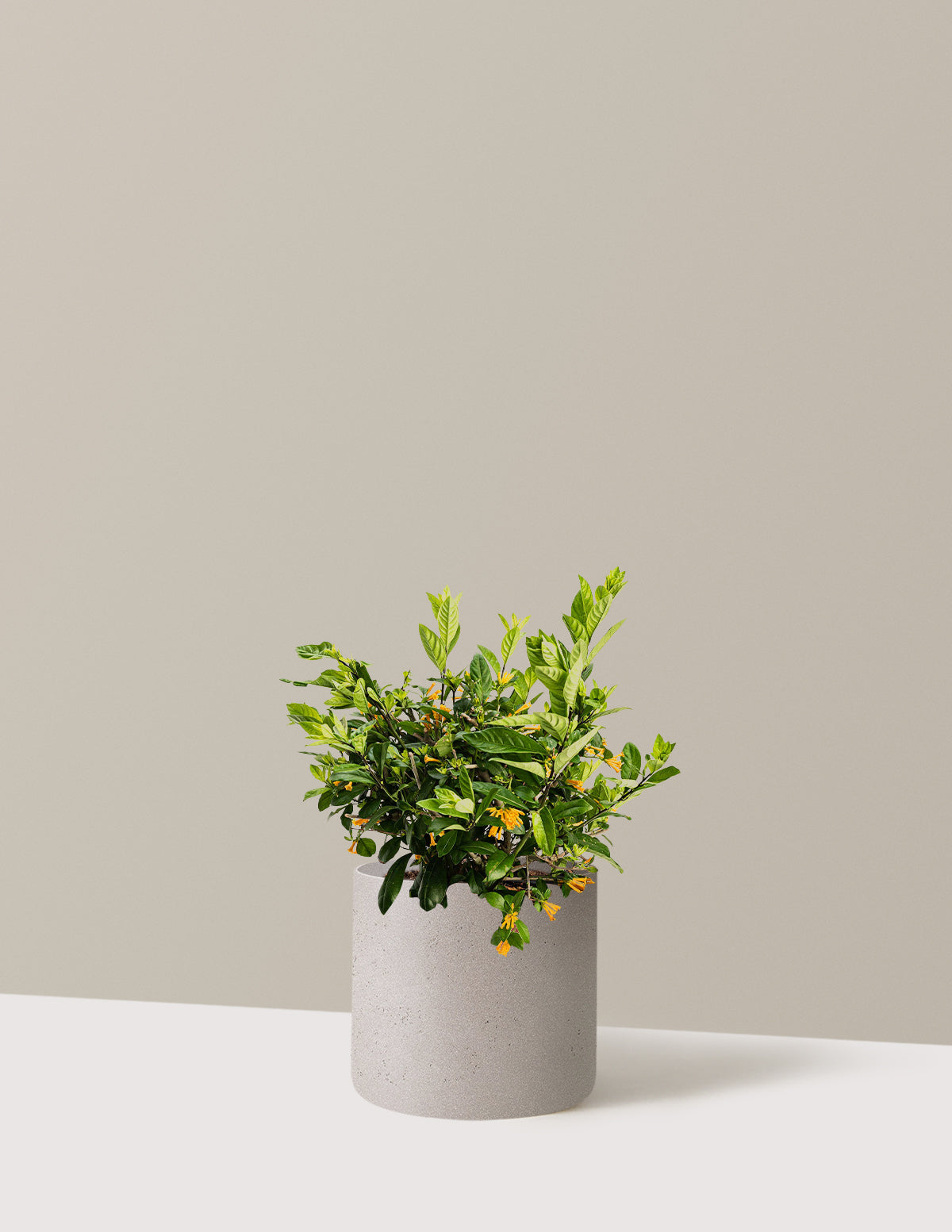 bundle | 3 Gallon | Agnes | Cement Grey