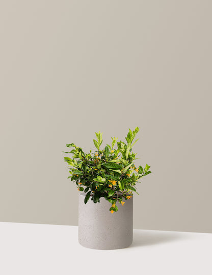 Juiced® Orange Jessamine