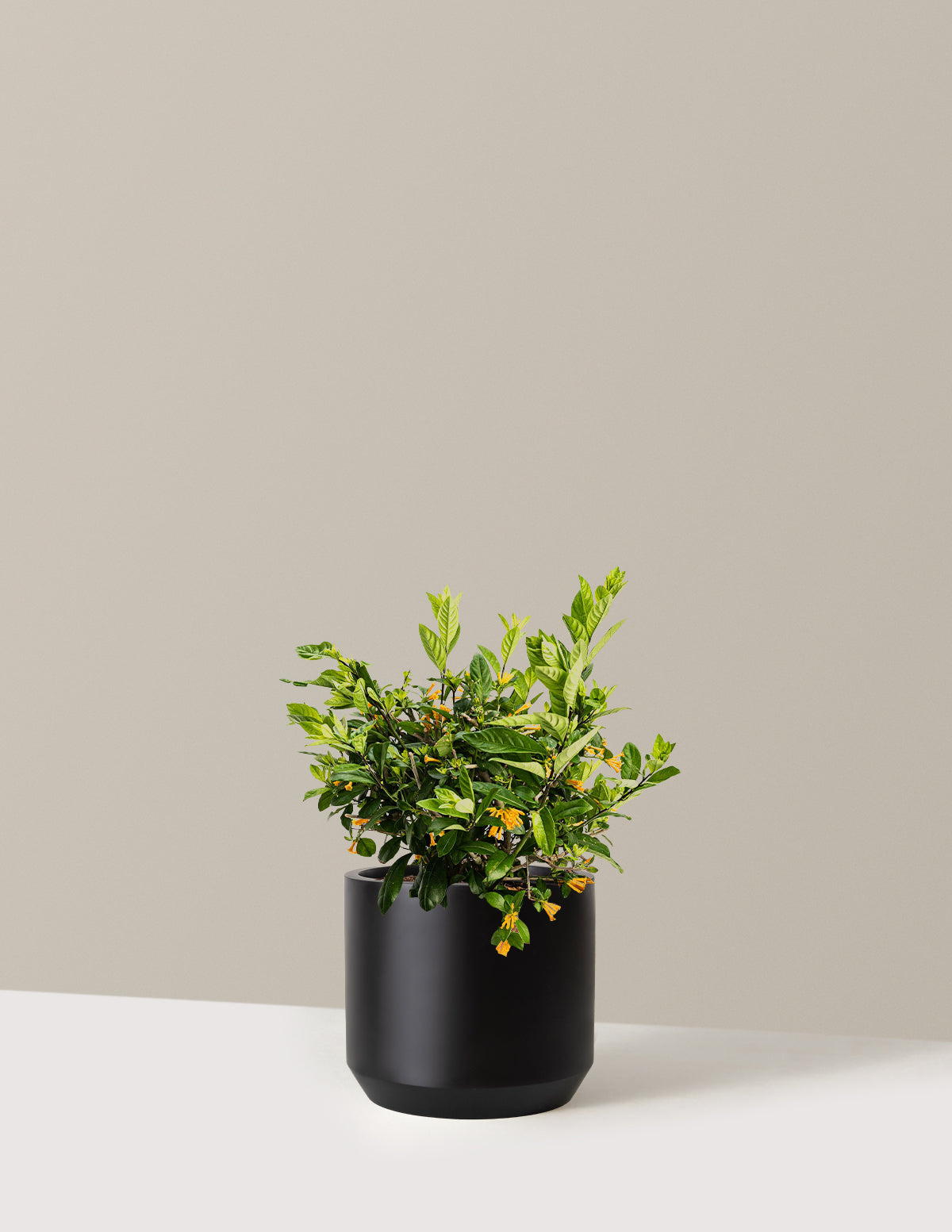 bundle | 3 Gallon | Mexia | Black