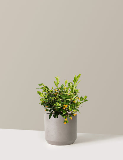 Juiced® Orange Jessamine