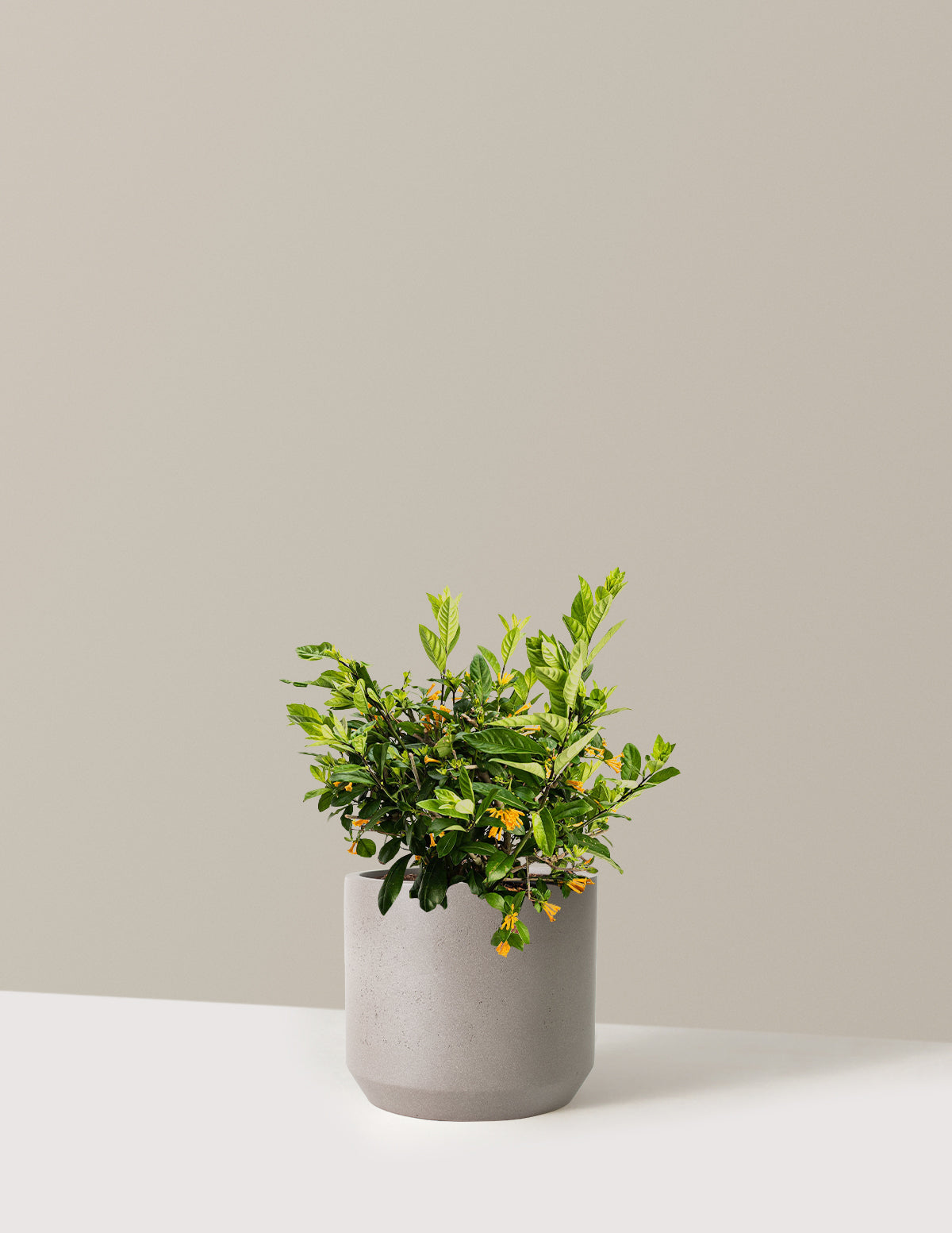 bundle | 3 Gallon | Mexia | Cement Grey
