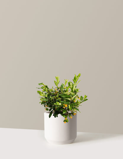 Juiced® Orange Jessamine