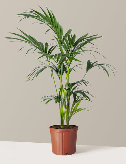 Kentia Palm