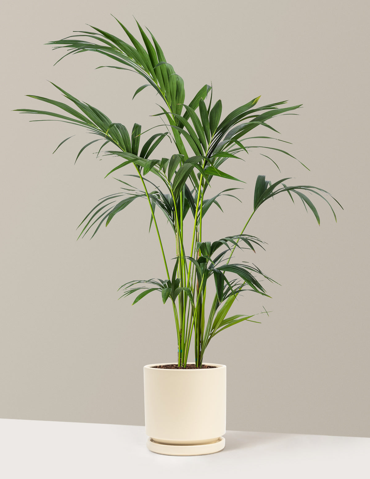 Kentia Palm