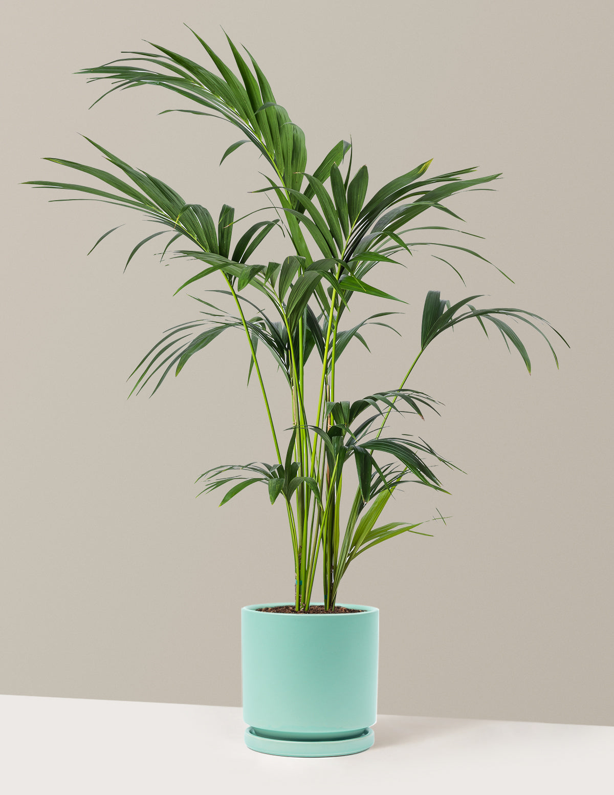 Kentia Palm