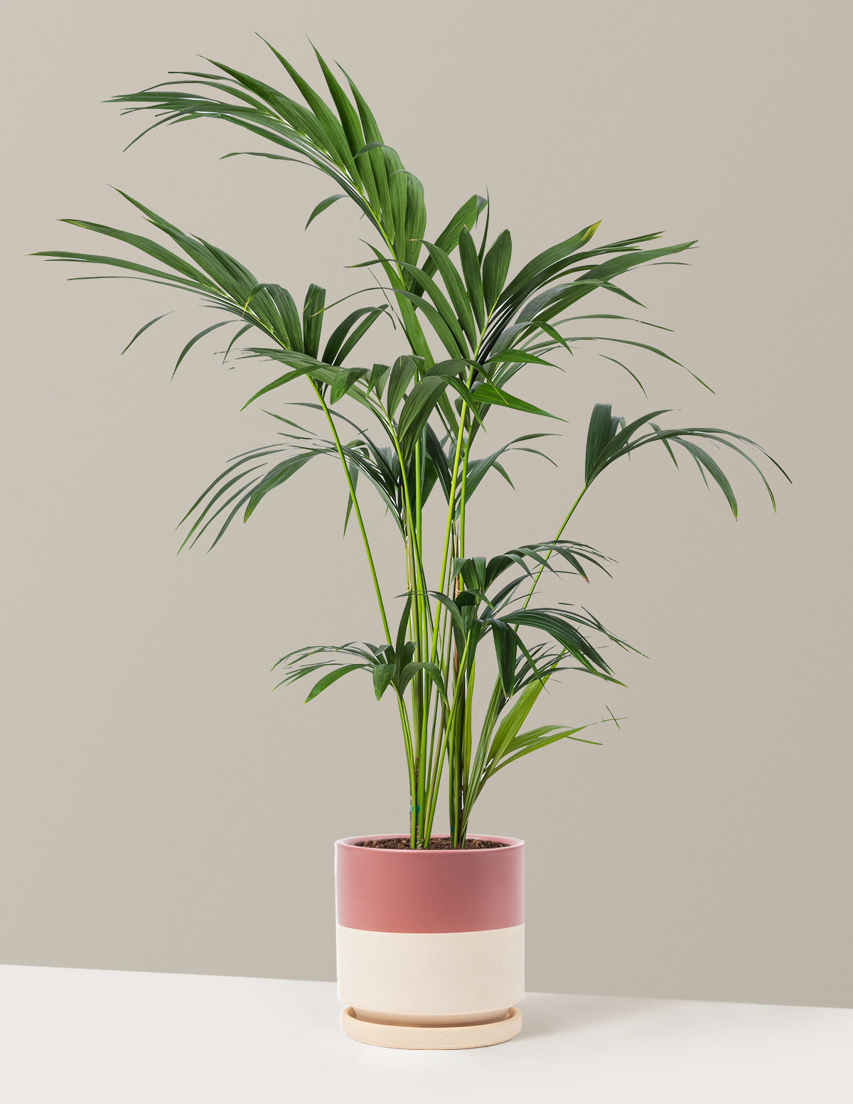 Kentia Palm