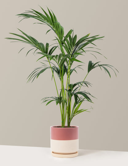 Kentia Palm