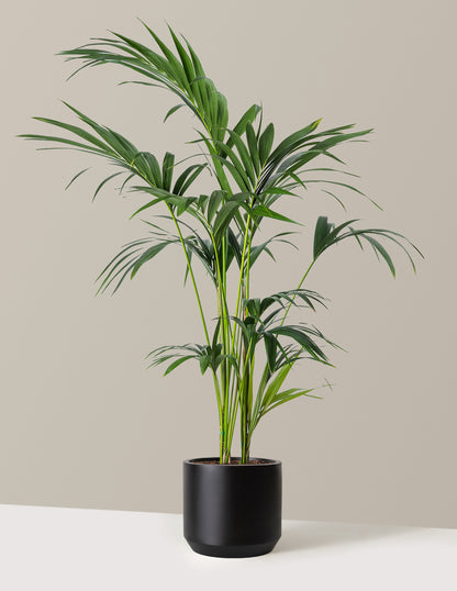 Kentia Palm