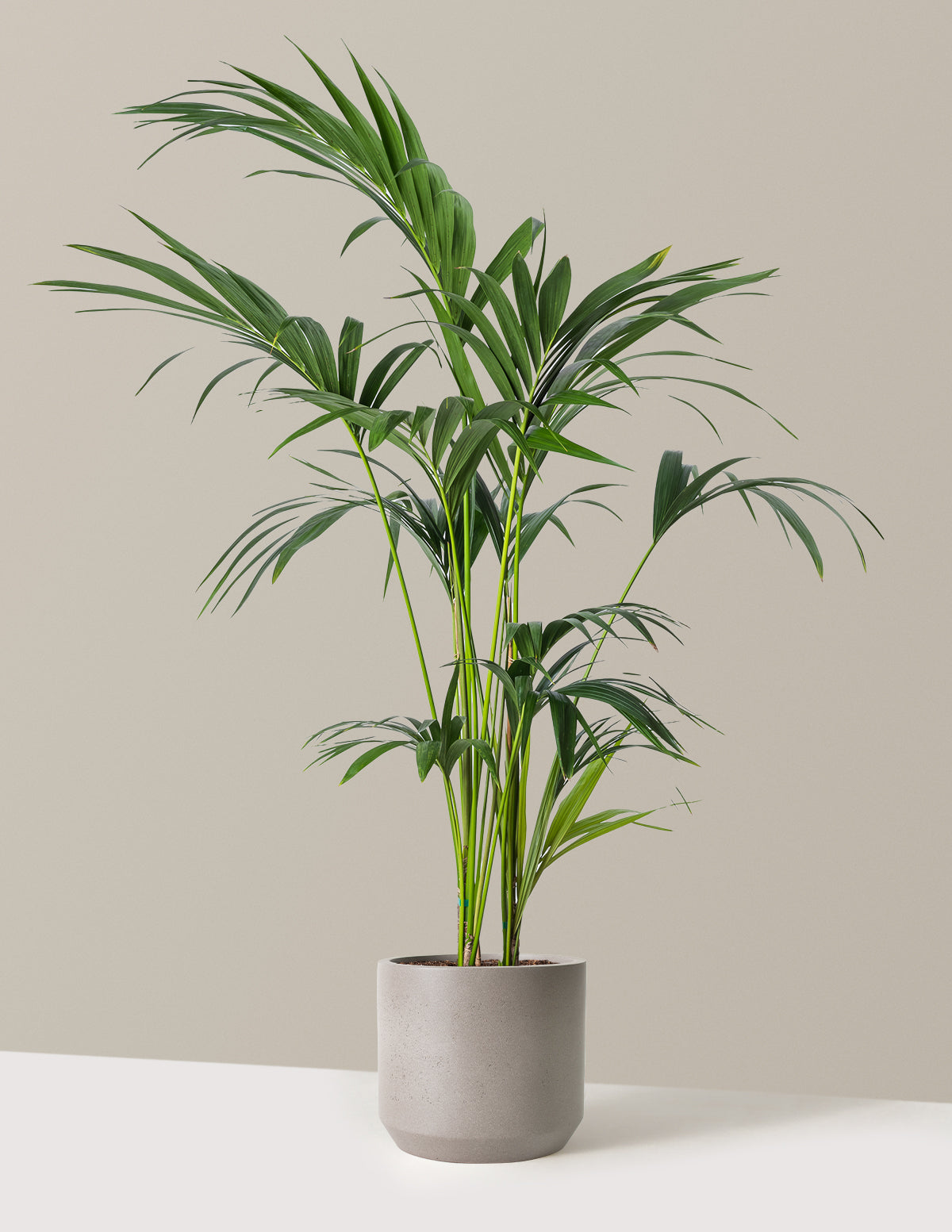 files/the-sill_Large-Kentia_Palm_Large_Mexia_Cement-Grey_Variant.jpg