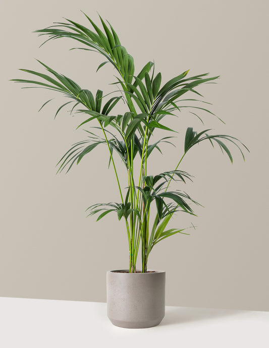 Kentia Palm