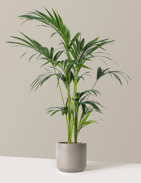 Kentia Palm | Unique Plants for Delivery