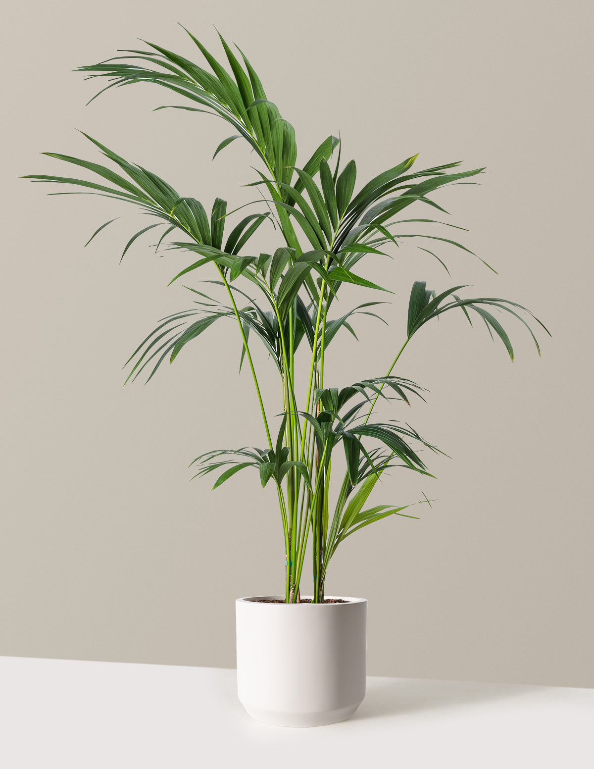 Kentia Palm