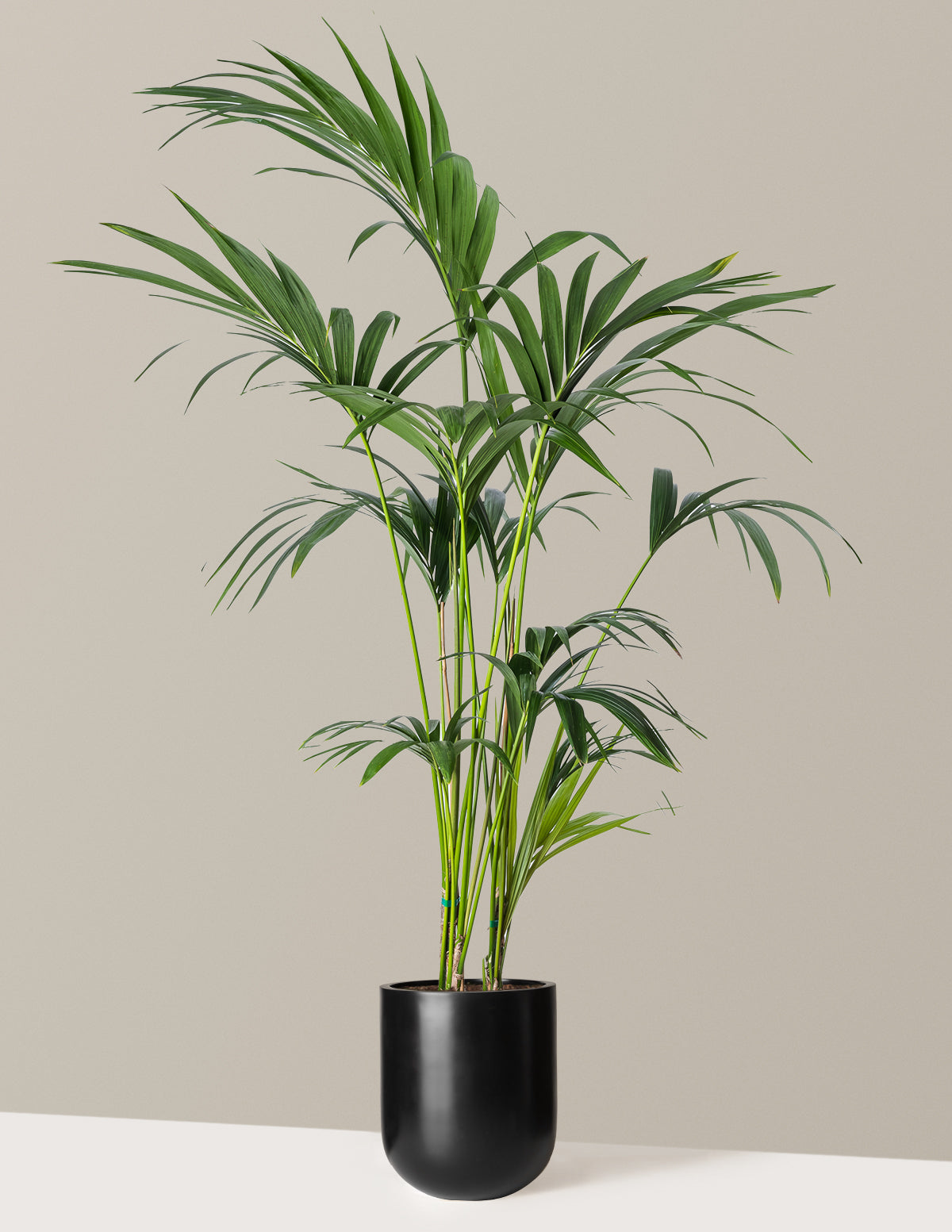 Kentia Palm
