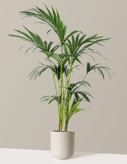 Kentia Palm