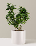 Key Lime Bush