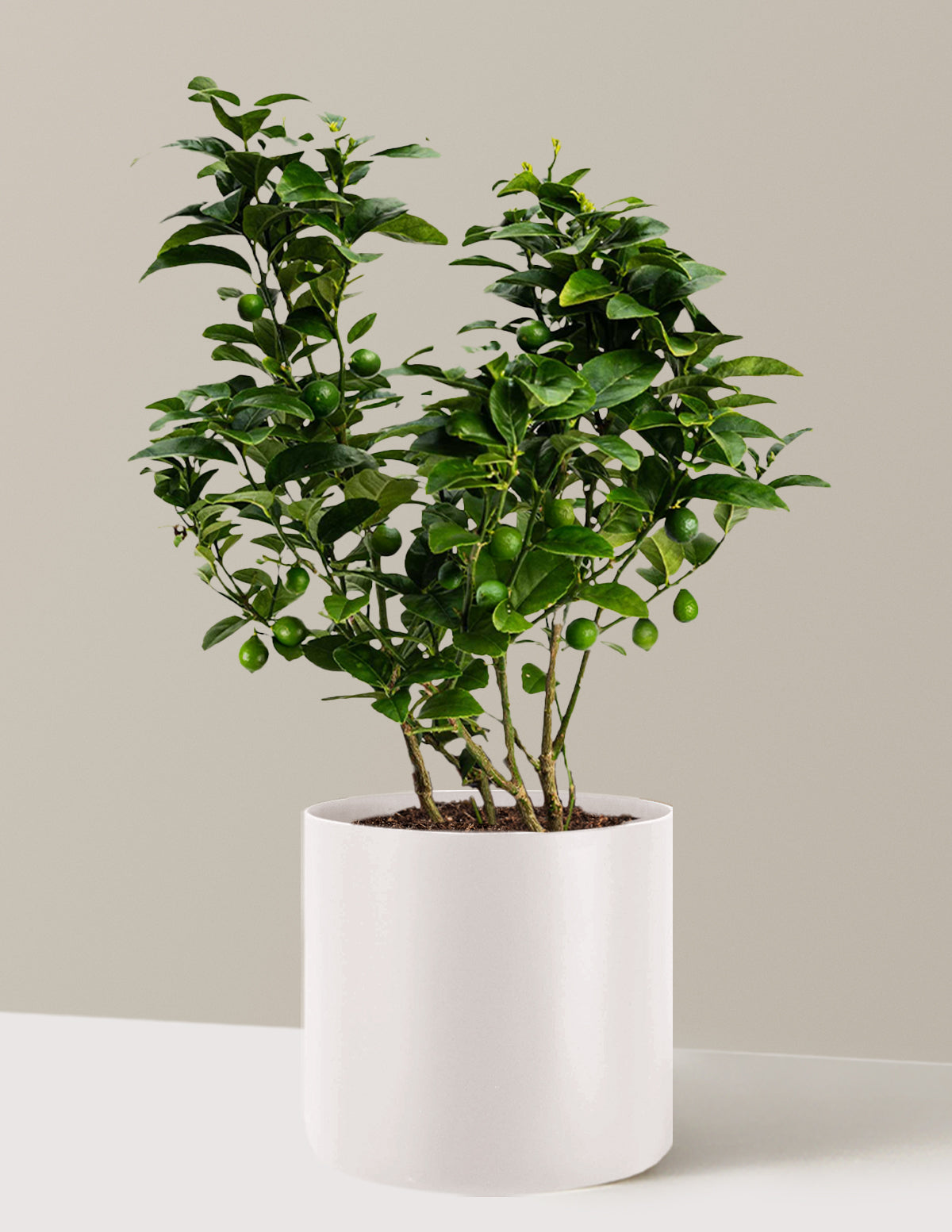 Key Lime Bush