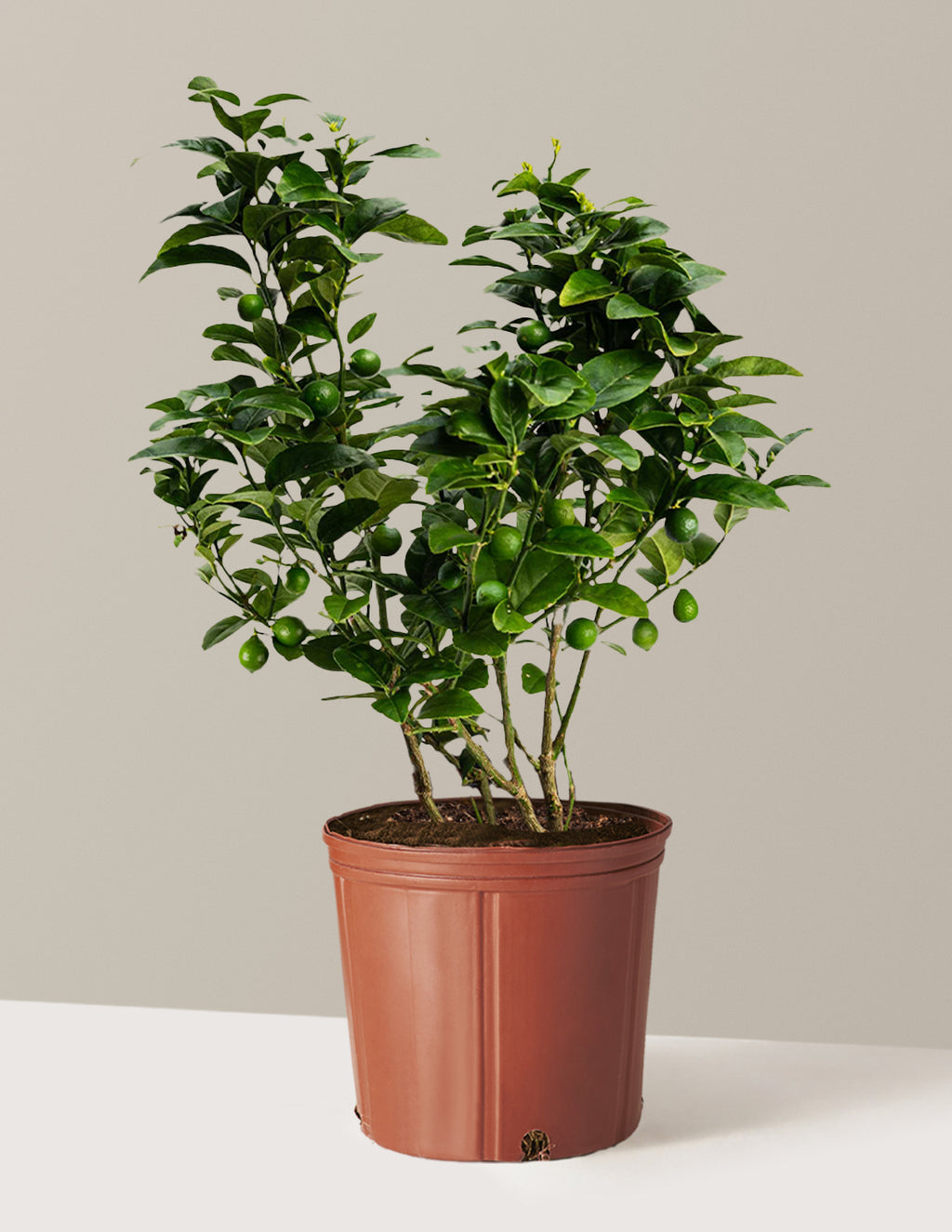 Key Lime Bush