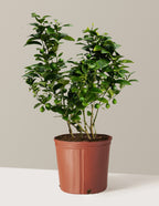 Key Lime Bush