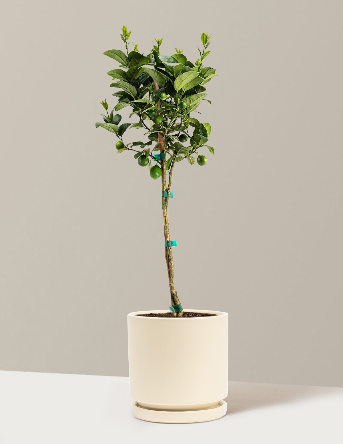 Key Lime Tree