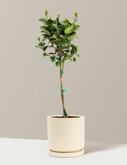 Key Lime Tree