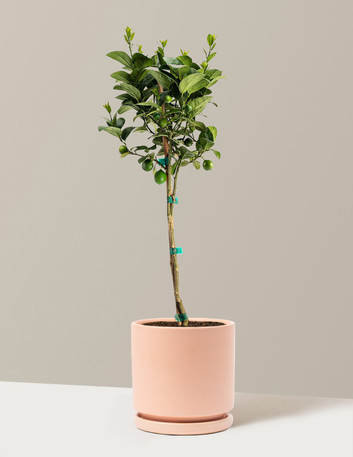 Key Lime Tree