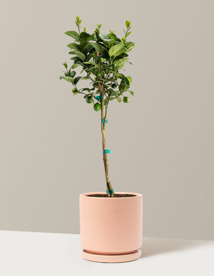Key Lime Tree