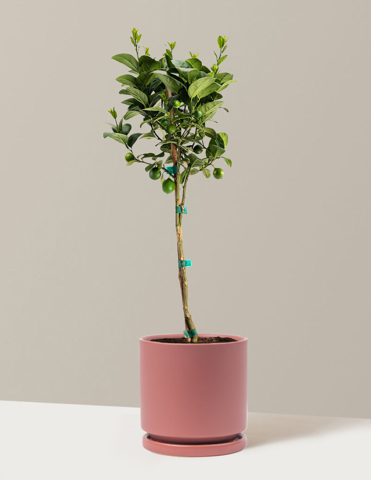 Key Lime Tree