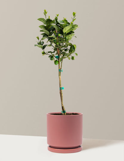 Key Lime Tree