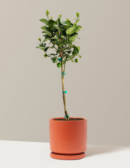 Key Lime Tree