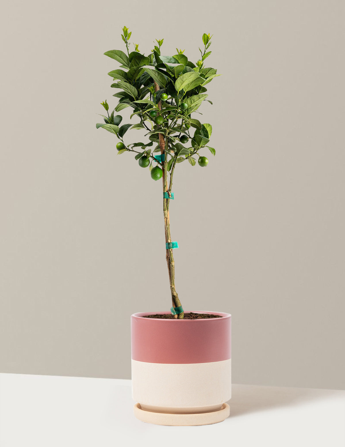 Key Lime Tree