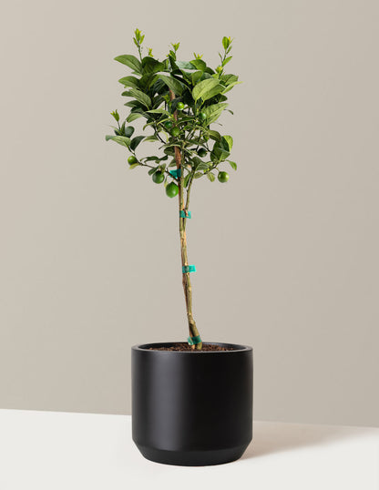 Key Lime Tree