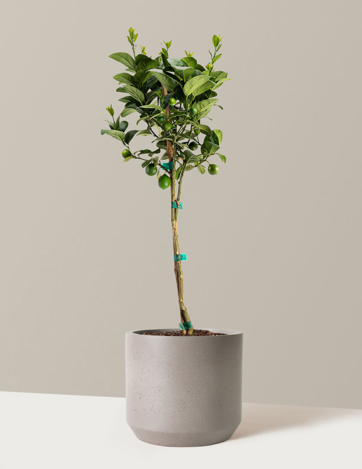 Key Lime Tree