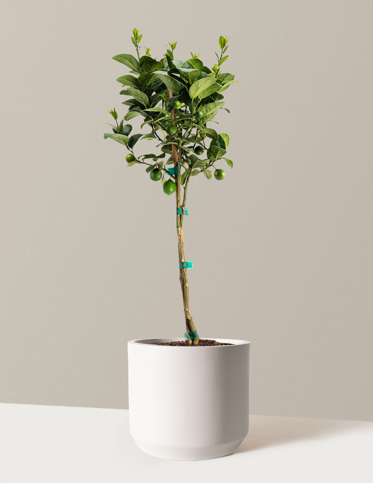 Key Lime Tree