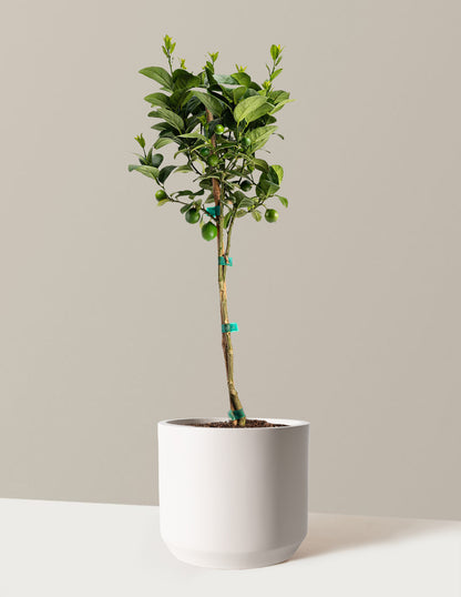 Key Lime Tree