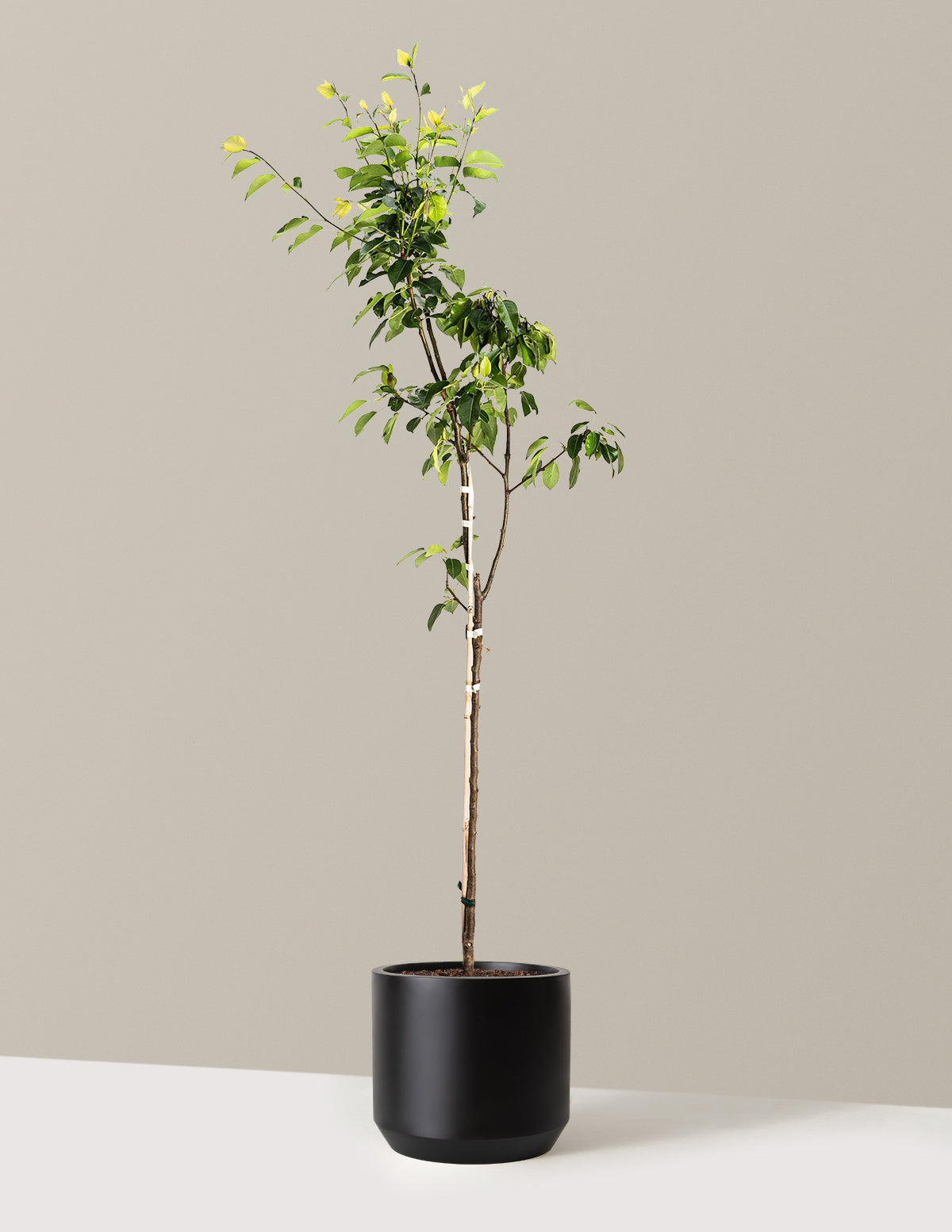 Kieffer Pear Tree