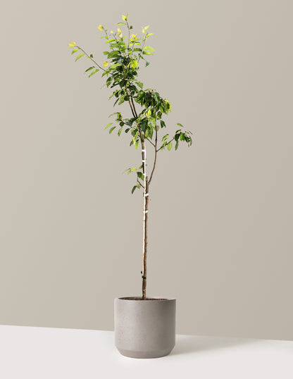 Kieffer Pear Tree