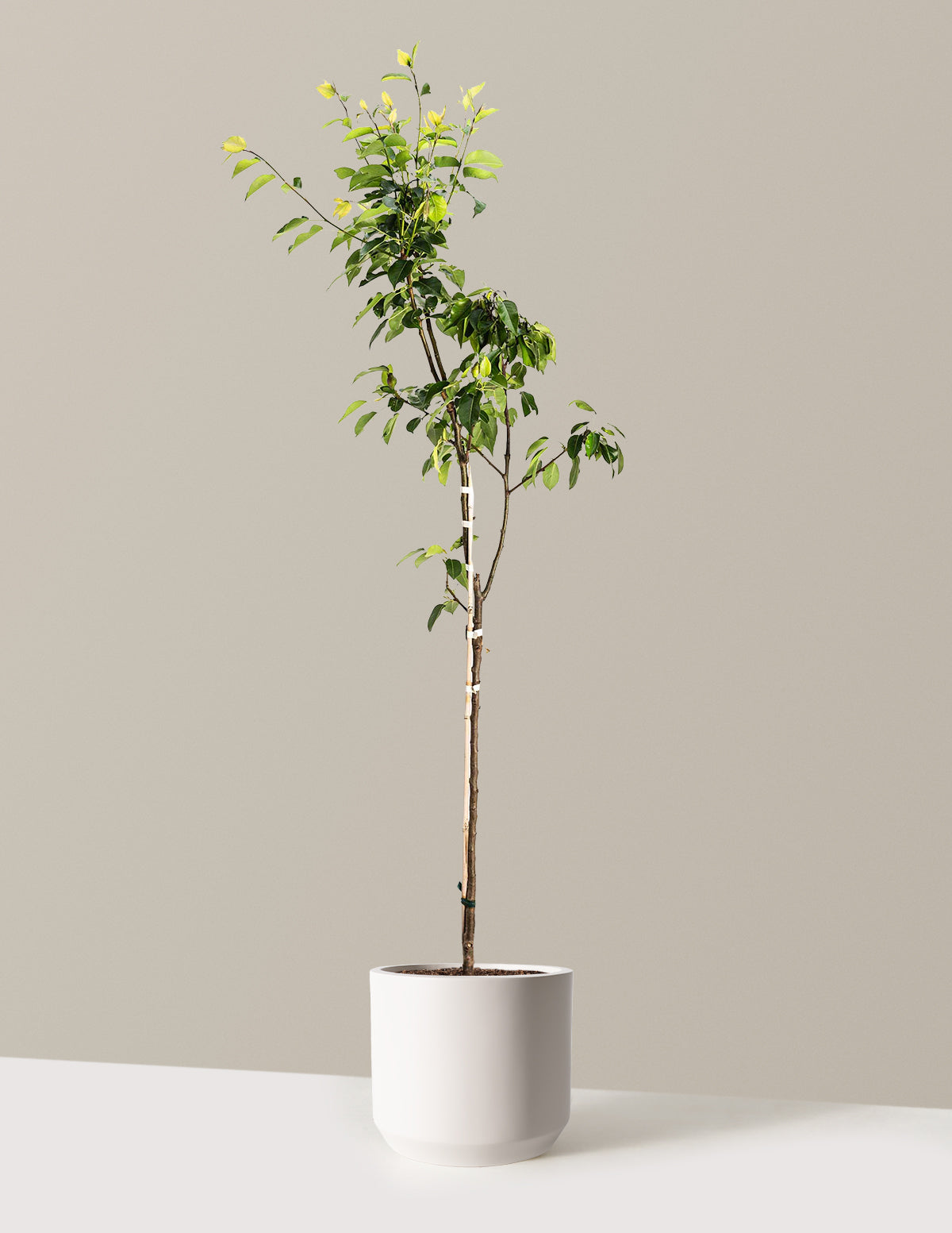 Kieffer Pear Tree