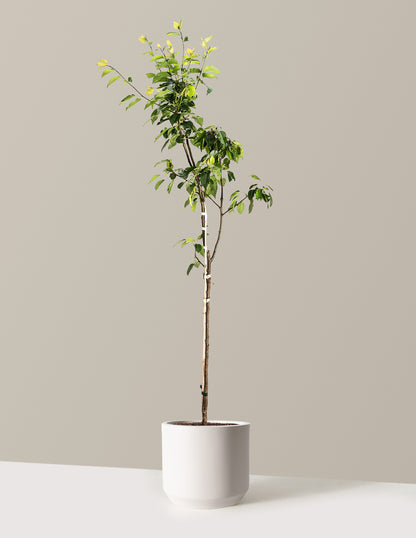 Kieffer Pear Tree
