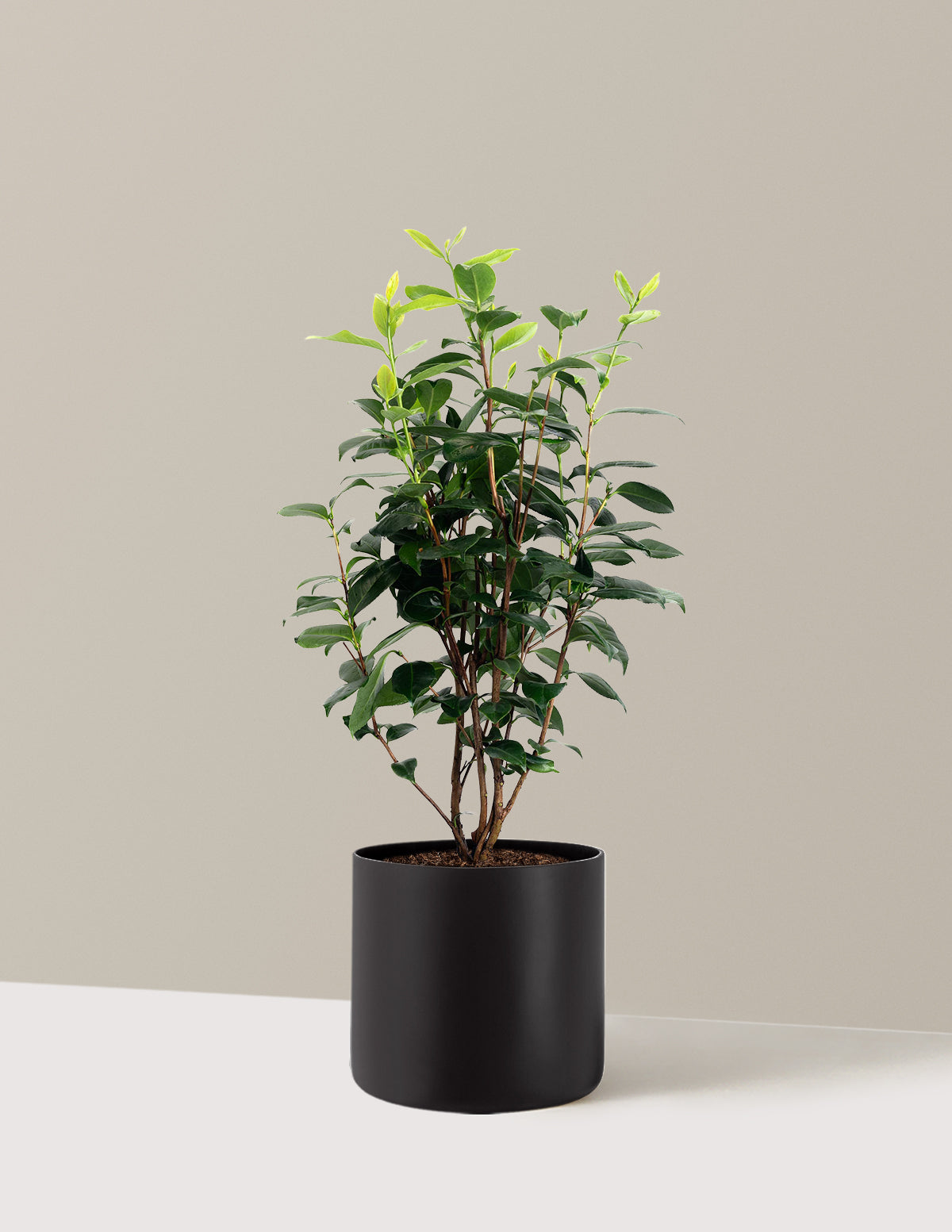 LA Peppermint Camellia