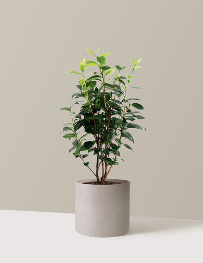LA Peppermint Camellia