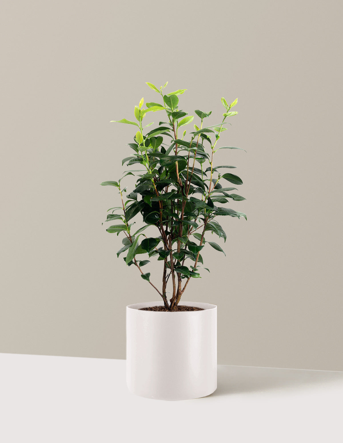 LA Peppermint Camellia