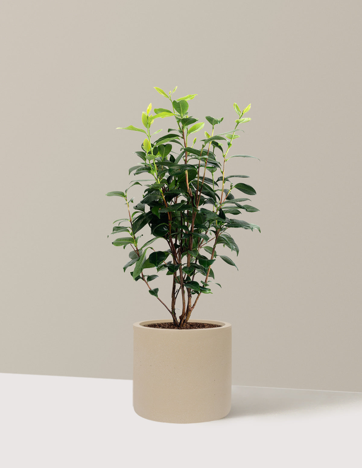 LA Peppermint Camellia