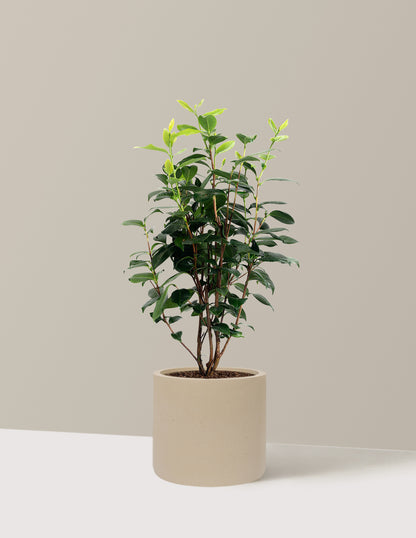 LA Peppermint Camellia