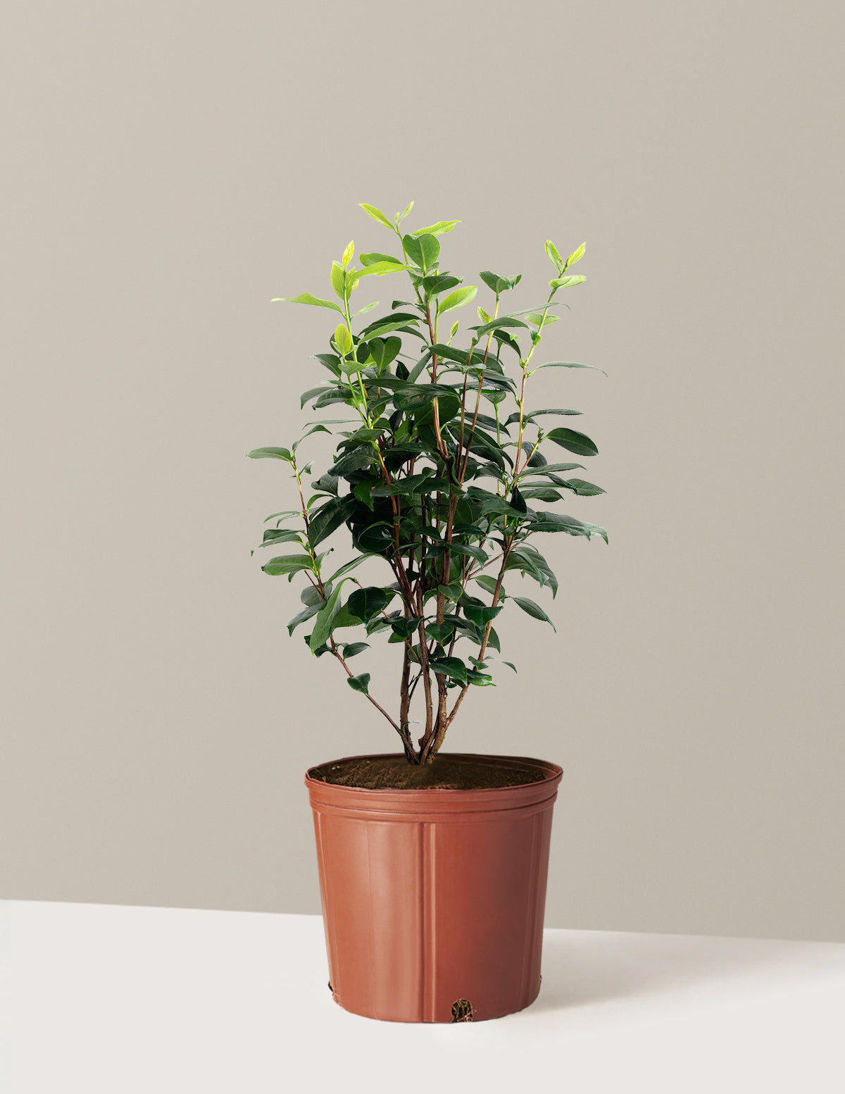 LA Peppermint Camellia