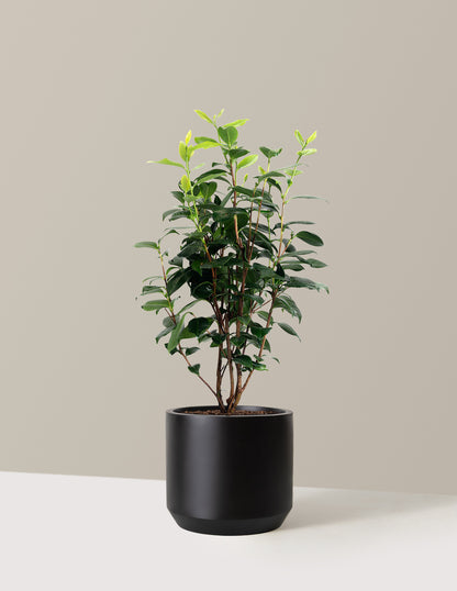 LA Peppermint Camellia