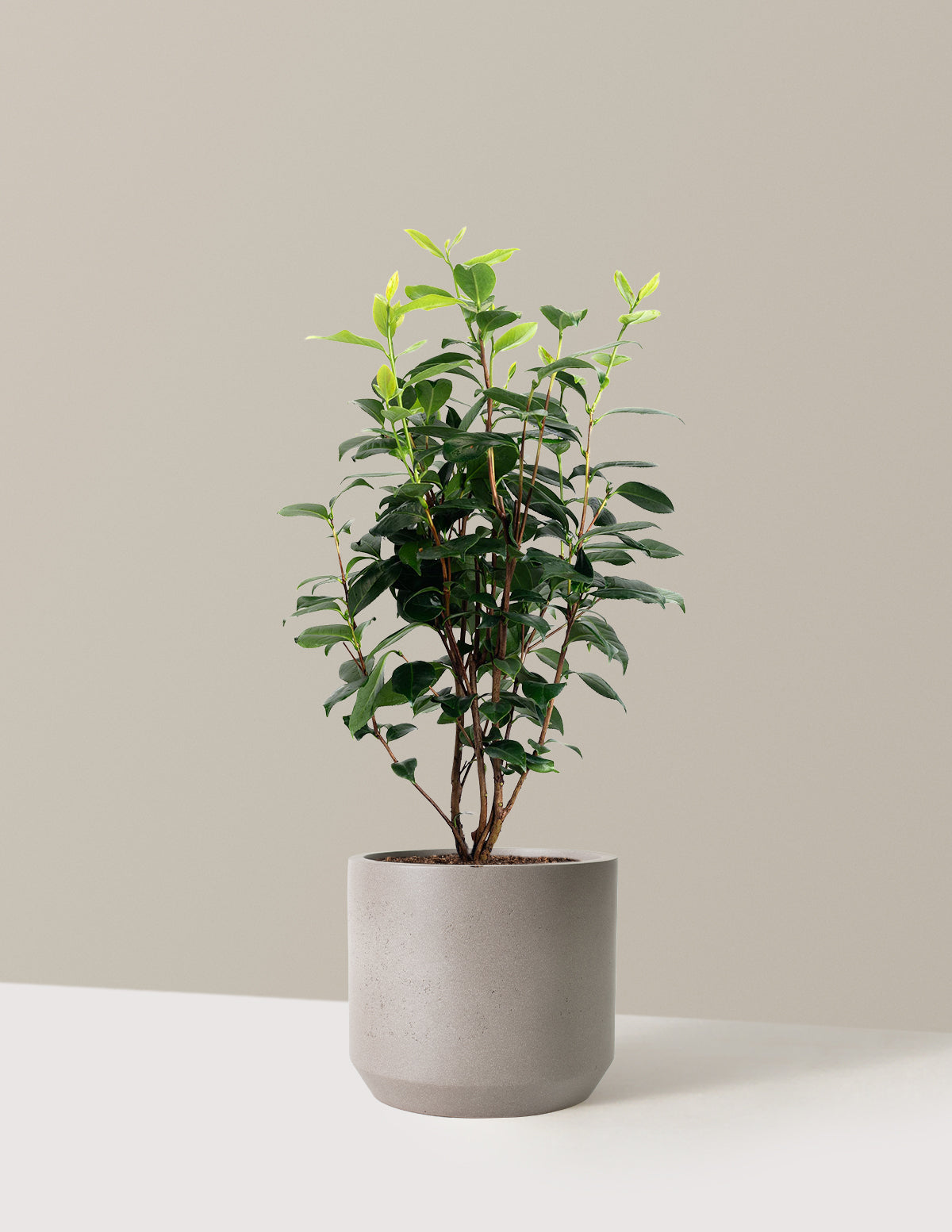 LA Peppermint Camellia