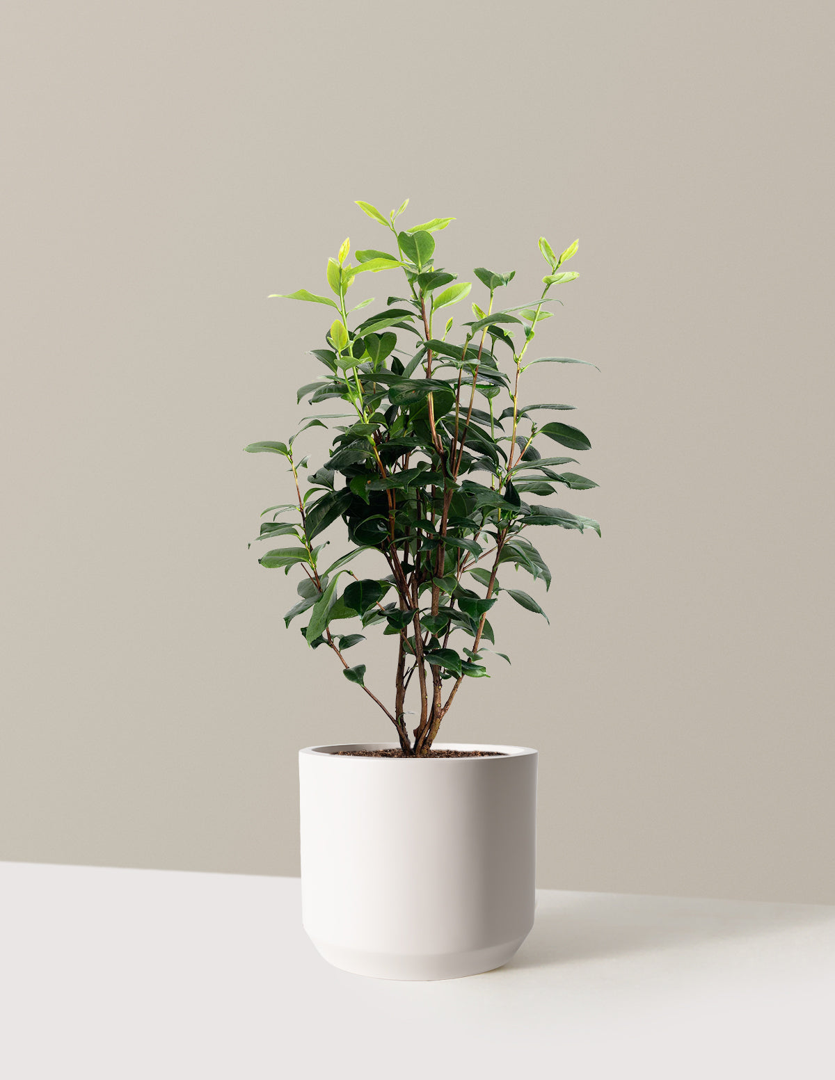LA Peppermint Camellia