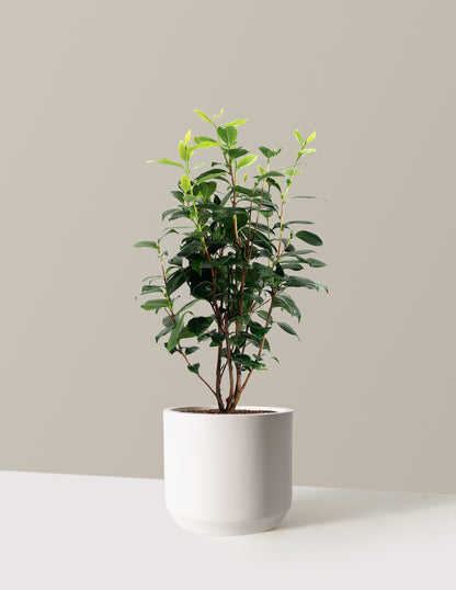 LA Peppermint Camellia