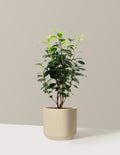 LA Peppermint Camellia