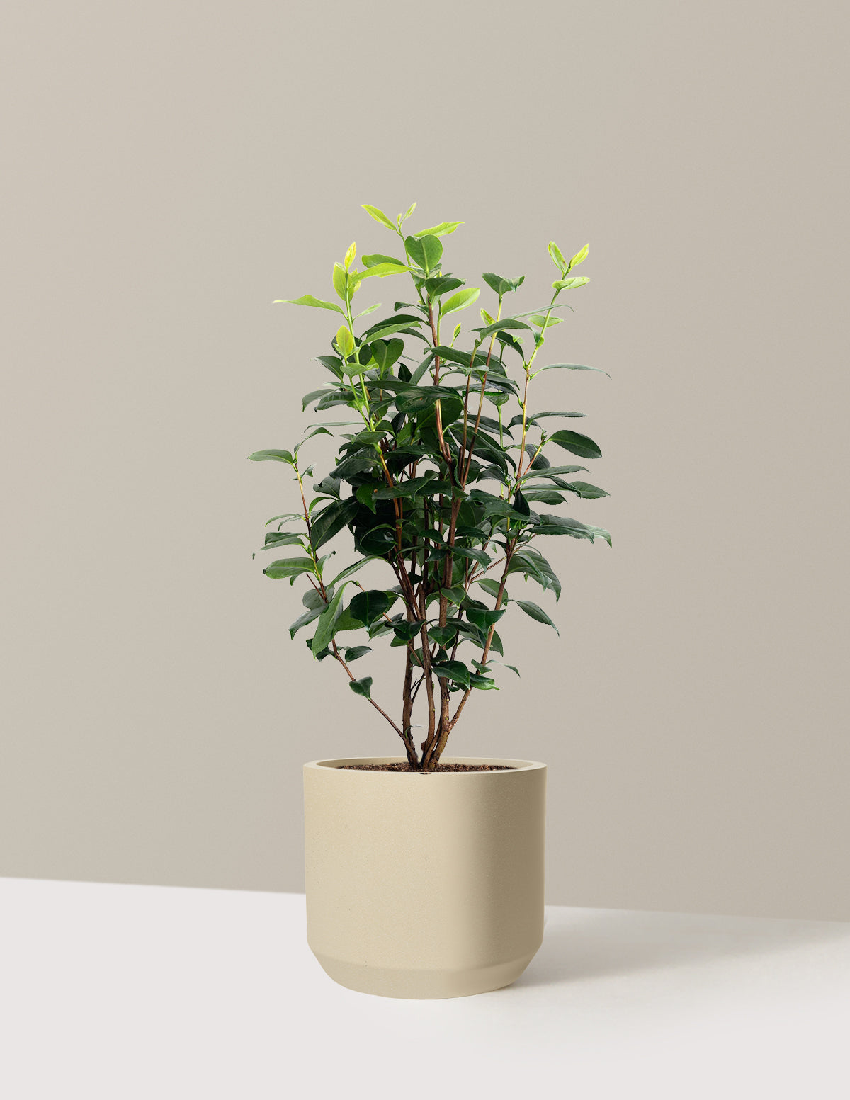 LA Peppermint Camellia